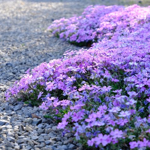 花のポストカード10枚セット