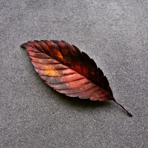 Leaf | NO.16