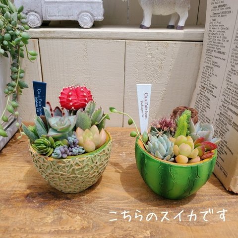 再販！🆕スイカ🍉のジューシー寄せ植え(中身の植物選択OK🍉)