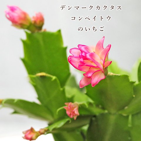 🌷花苗 デンマークカクタス シャコバサボテン コンペイトウ ピンク/のいちご 3.5号(10.5cm) 冬 鉢植え おしゃれ 花壇 庭 華やか 玄関 プレゼント