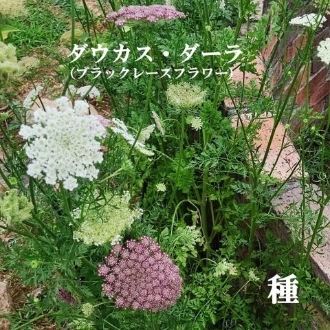 寒地・寒冷地向き　春まき花の種　ダウカス・ダーラ　100粒　