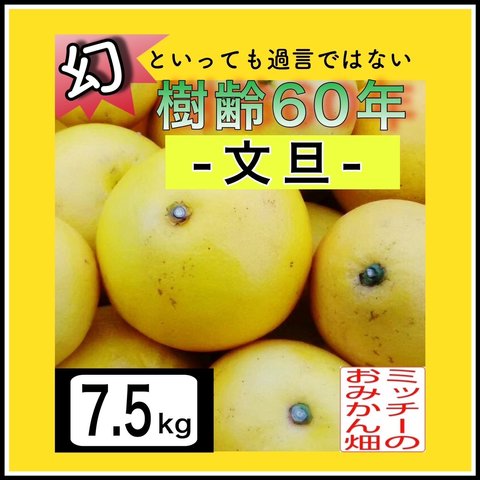 【四国 九州 本州のお客様用】ぶんたん土佐文旦フルーツ果物くだもの果実みかん柑橘《文旦／えひめ産》