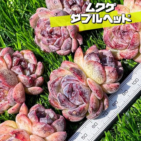 新入荷 大人気 多肉植物 エケベリア ムクゲ双頭 超美苗 レア種