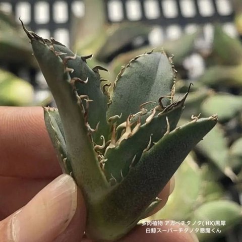 多肉植物 アガベチタノタ( HX)黒犀白鯨スーパーチタノタ悪魔くん1株入り