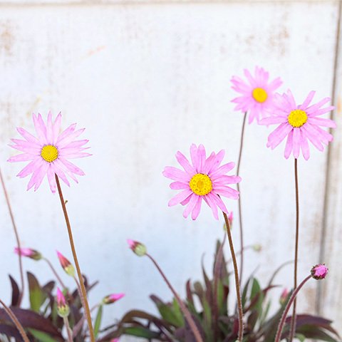 🌺花苗 ローレンセラ オーストラリアン デージー 3号 ピンク 花 よく咲く 春の花 庭 花壇 鉢植え 寄せ植え