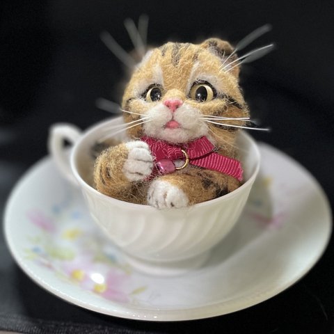 ティーカップ子猫(キジトラ)