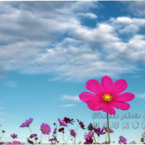空の下のピンクのコスモスの花 LP0561