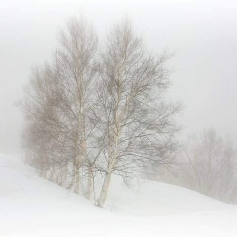 冬・霧の高原-2