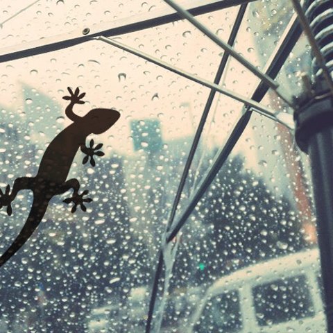 ヤモリのステッカー｜傘にも窓にも貼れる耐水・耐光性