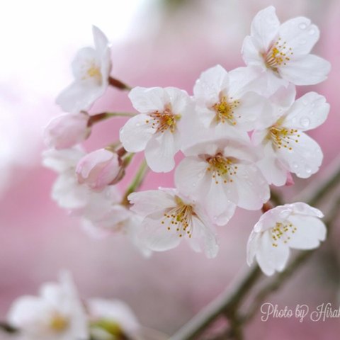 花のやさしさ