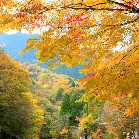 天の川渓谷の秋
