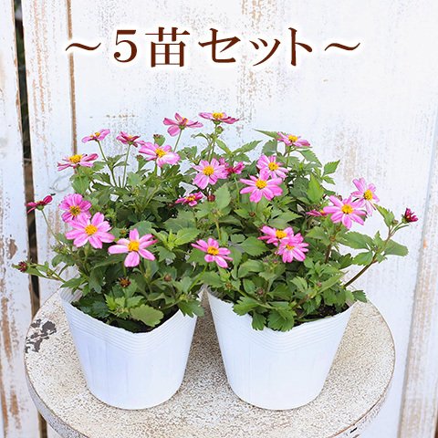 🌷【５苗セット】花苗 ビデンス プリティピンク 3.5号 多年草 四季咲き 寄せ植え 鉢植え 花壇 ガーデン