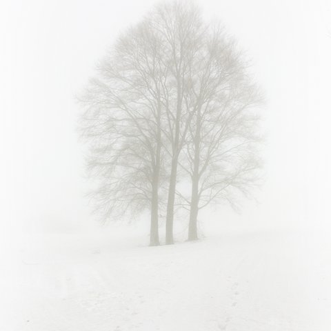 冬・霧の高原-6