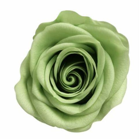 1輪　約3.5ｃｍ　おすそ分け　プレーリーグリーン　緑色　バラ・薔薇 　プリザーブド　仕入れ時から細かいキズ、花びらやガクなどに切れ、折れなどがある物もございます。天然素材の特徴とどうぞご理解ください