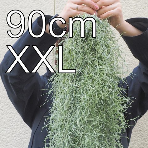 XXLサイズのスパニッシュモス　（90cm）　チランジア　エアプランツ　ウスネオイデス　スワッグ