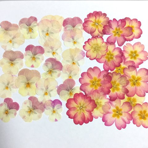 C 押し花セット