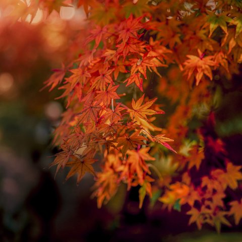 "京都紅葉" ウォールアートプリント 高画質ファイル 最大100cmプリント可