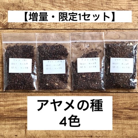 【増量・限定1セット】花の種 アヤメ 4色 種子