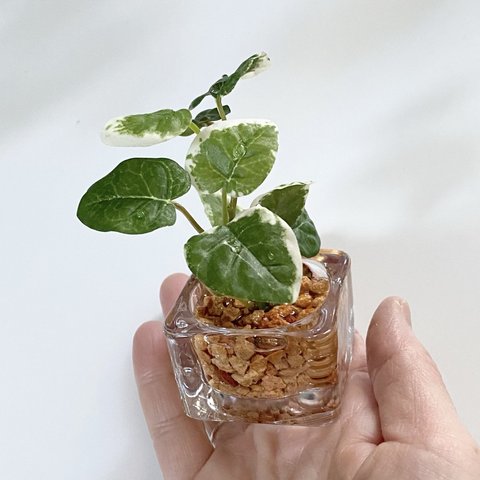 ■本物そっくり枯れない観葉植物■ミニ　フェイクグリーン　葉　ガラス瓶　インテリア　ディスプレイ　グリーン　造花　ギフト