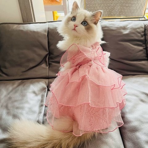 【サイズが整いました】プリンセスドレスワンピース　だんだんレース犬服　猫服　お姫様　イベント　記念日