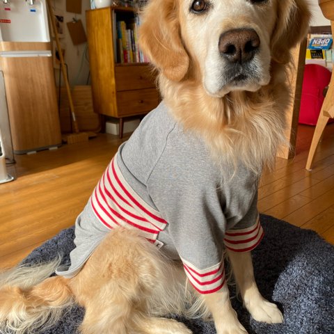 大型犬の可愛い服