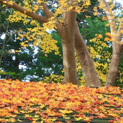 観心寺紅葉の秋　もみじ