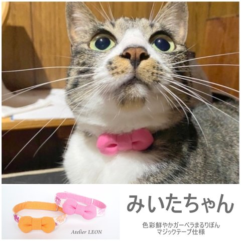 お客さまの愛猫ちゃんギャラリー