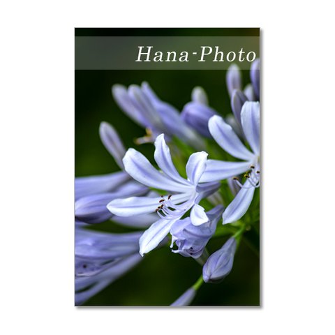 1483) 6月の青い花　アガパンサス・紫陽花　ポストカード5枚組