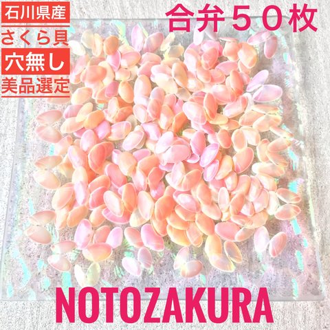 【石川県産】幸せを呼ぶ...桜貝　合弁５０枚　※穴なし美品選定