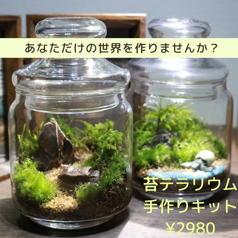 🌱あなただけの世界🌱自宅で作れる苔テラリウムキット