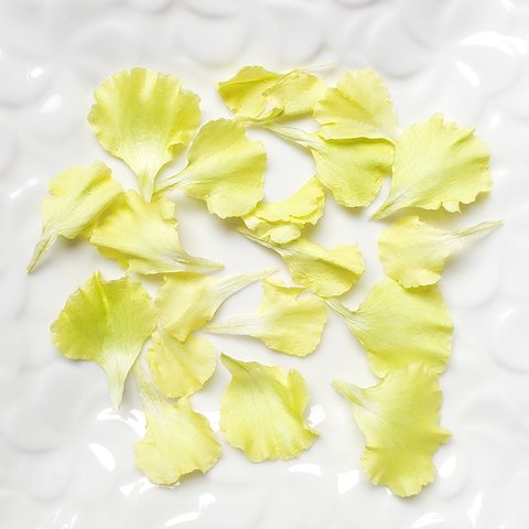 ☆ドライフラワー☆　カーネーションの花びら　ライムイエロー　　　　花材　素材　無着色