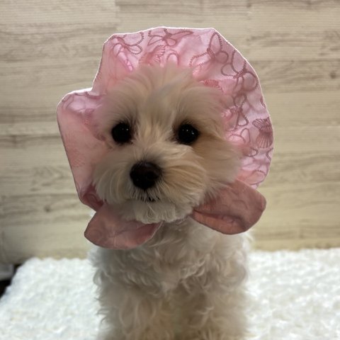 犬の　ぼうしみたいなスヌード👒　ぴんくのレース　蝶々さん🦋