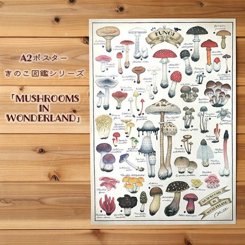 A2ポスター ●キノコ図鑑シリーズ3●MUSHROOMS IN WONDERLAND