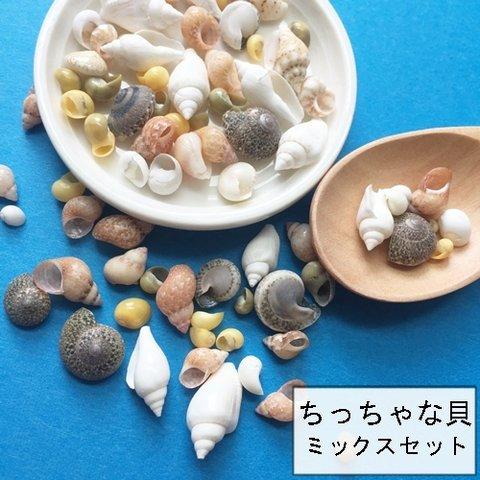 ちっちゃな巻貝色々セット／シャーレみたいなおしゃれなケース入り・貝セット／型番4