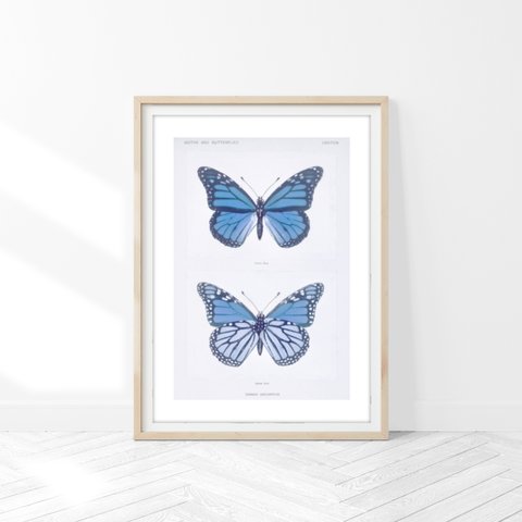 青い蝶の標本 アートポスター (54_blue_butterfly2)