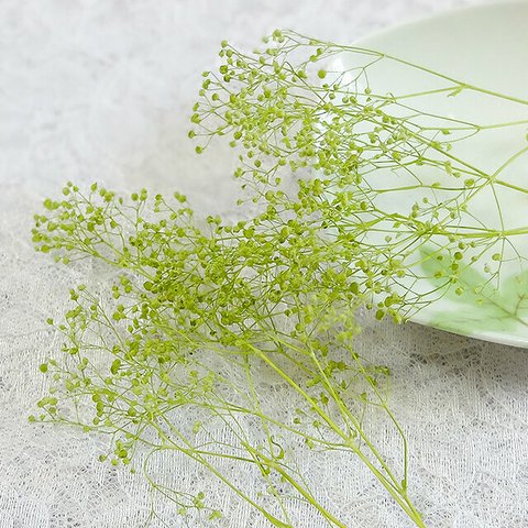 かすみ草　カスミ草　プリザーブド　エンジェルグリーン