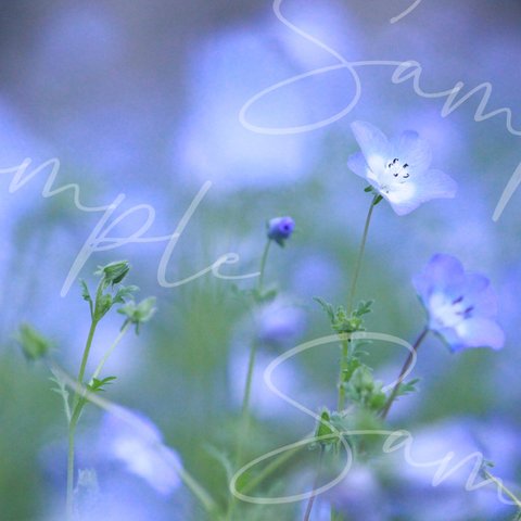 blue series ネモフィラ #3 写真 アート ブルー 青  きれい 綺麗 おしゃれ 華やか フラワー 花 春 夏 春夏 梅雨