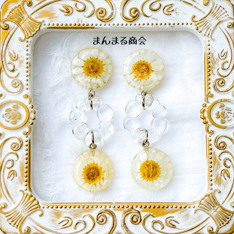 SALE🉐【お花ちゃん❁﻿.ロング】ノースポール／白／クリア／押し花／レジン／金属アレルギー対応サージカルステンレスピアス、イヤリング可