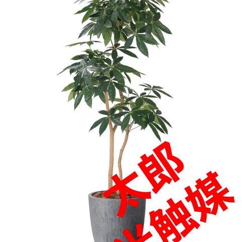 光触媒　人工観葉植物　フェイクグリーン　ナチュラルパキラ 1.8m