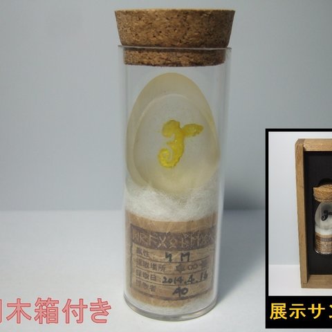 【箱付】ドラゴンの卵【Dragon Egg】+ 専用木箱　（黄-1）