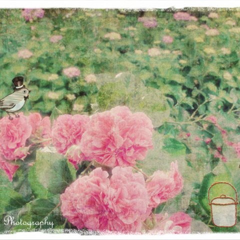 Rose Garden 1