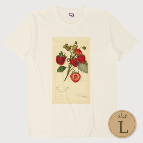 L〔T4290〕苺／いちご／ストロベリー／Strawberry【USDA Watercolor Collection】水彩画／手描き／ナチュラル／果物／S M L XL Tシャツ