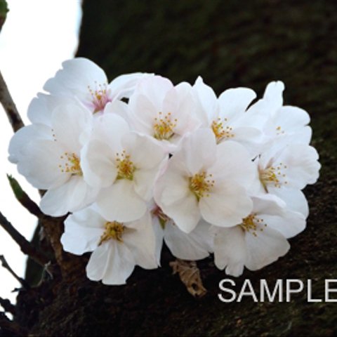 52癒しの花『SAKURA2』　はがきサイズ