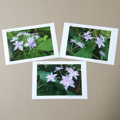 ポストカード６枚セット 妖精「シチダンカ」 「花のある暮らし」 神戸風景写真  神戸六甲  紫陽花  送料無料