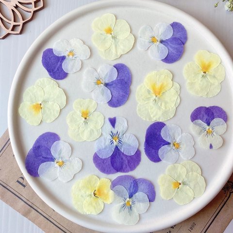 ★【押し花素材】ビオラ　黄色&紫ミックス　pressed flowers