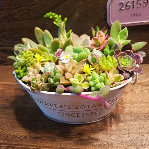 多肉植物★カラフル★寄せ植え