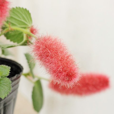 🌷花苗 キャットテール 3号 アカリファ レプタンス 四季咲き ネコのしっぽ 赤