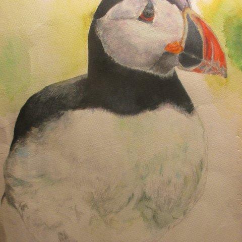 Puffin【原画】