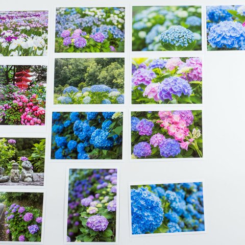 Lサイズの写真・梅雨の花メインで色々14枚セット(L002-2)