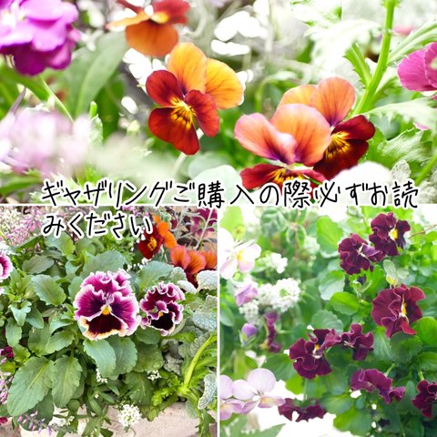 ✳︎ギャザリング✳︎寄せ植え✳︎ご購入の前必ずお読みくださいませ✳︎